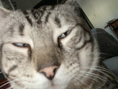 Gato erotic actress pictures