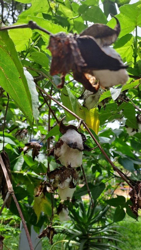 Ocel9ttygirl art pornstar galleries