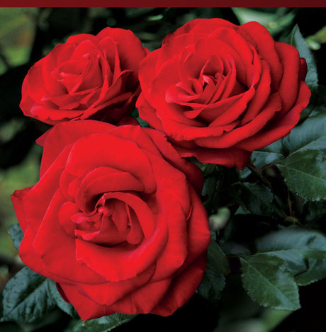 Rose Mystik hot star photo