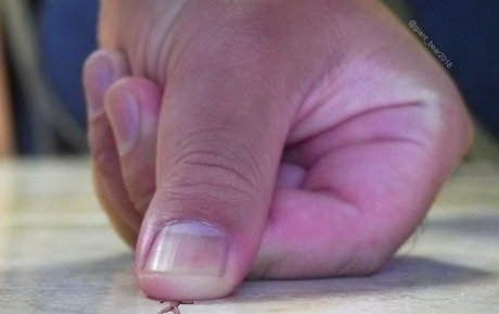 wild boar giant erotic actress images