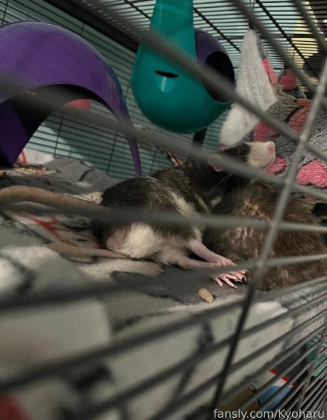 Kyoharu adult actress img