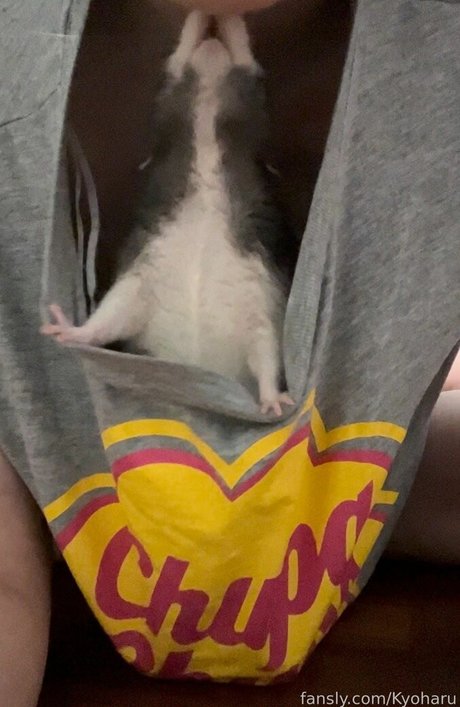 Kyoharu top star pic