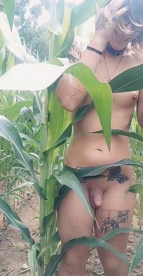 SoftBoxBoi star hd galleries