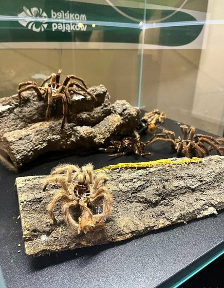 sco000oby girl sex actress img