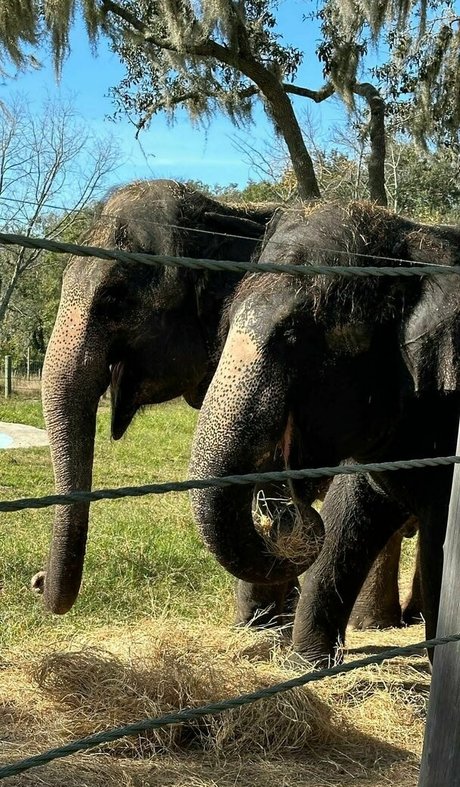 brandilovefreee model nude images