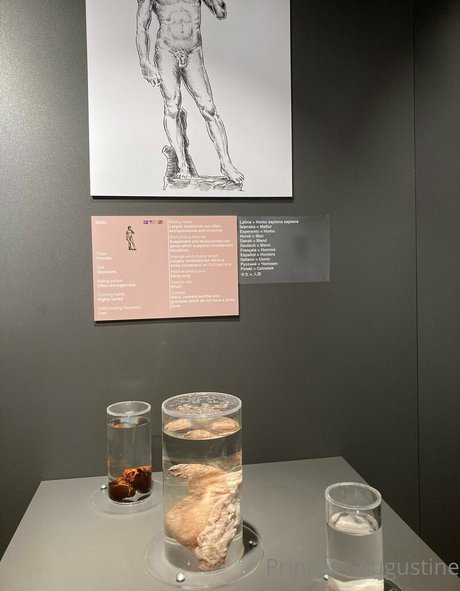 princessaugustine star sexy pictures