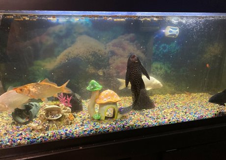 adamandlena adult actress photos