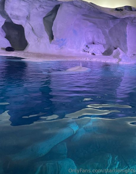 starrienights pornstar best pics