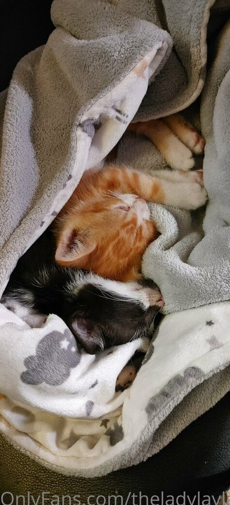 theladylayla high quality actress gallery