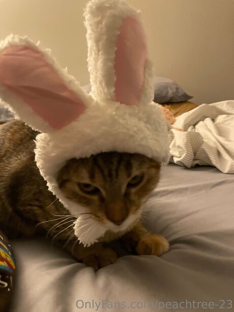 peachtree 23 pretty star gallery