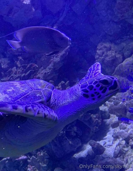 skyrror hot pornstar images