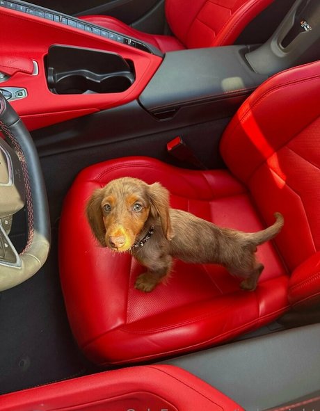 indywright nice actress images