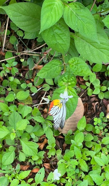 lolaa fansvip star best photo