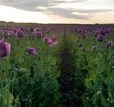 Violet Denier star xxx photos