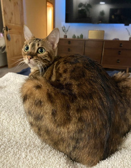 cartercruise art star pictures