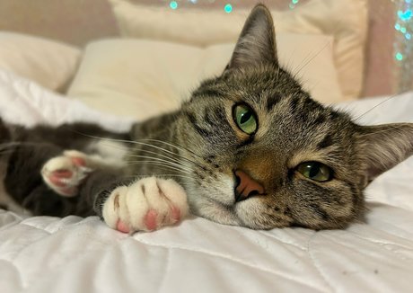 bikinibites star erotic gallery