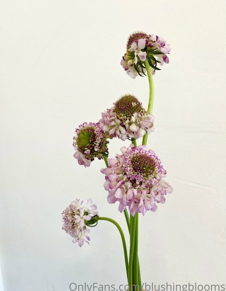 blushingblooms model pretty photos