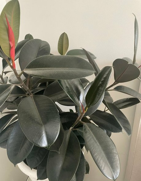 izzybutt top pornstar gallery