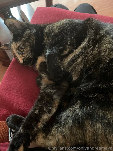 Onlyandreadoll model xxx images