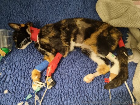 Billiebugcosplay art model archive