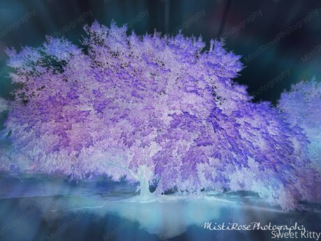 Sweetkitty777 nudes star pics