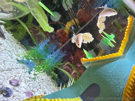 Gracie Hart nudes actress photo