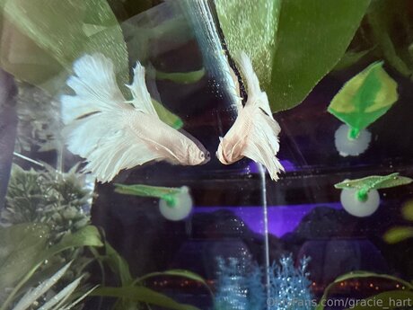 Gracie Hart sex pornstar picture