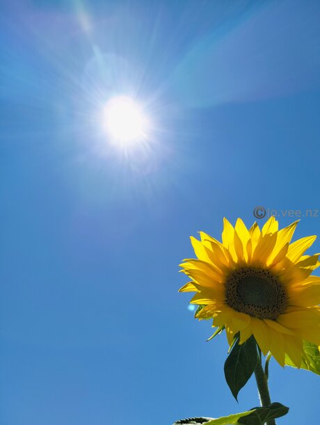 Jo Vee Nz model adult photos