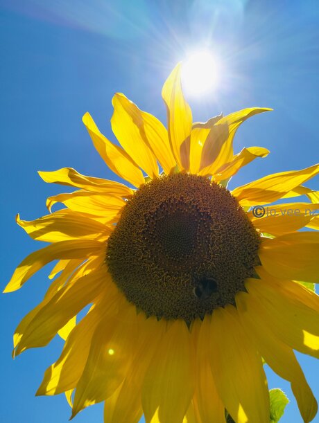 Jo Vee Nz pornstar best archive