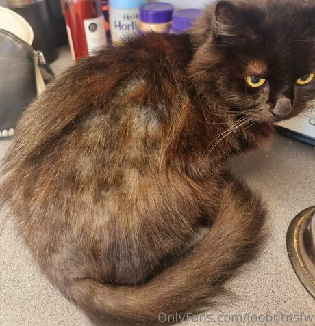 joebutnsfw star perfect img