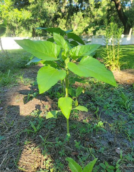 deealice pornstar naked picture