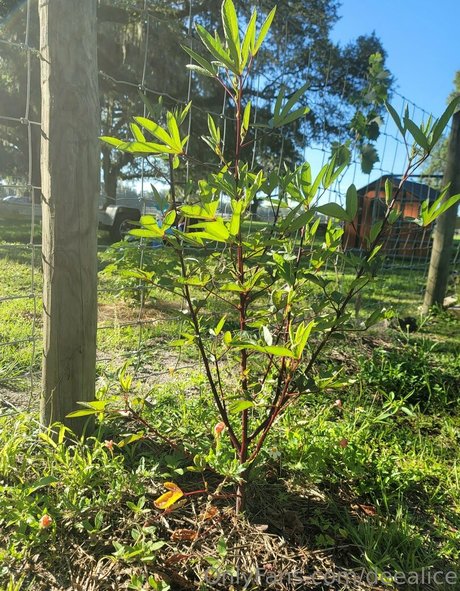 asian twink onlyfans top galleries