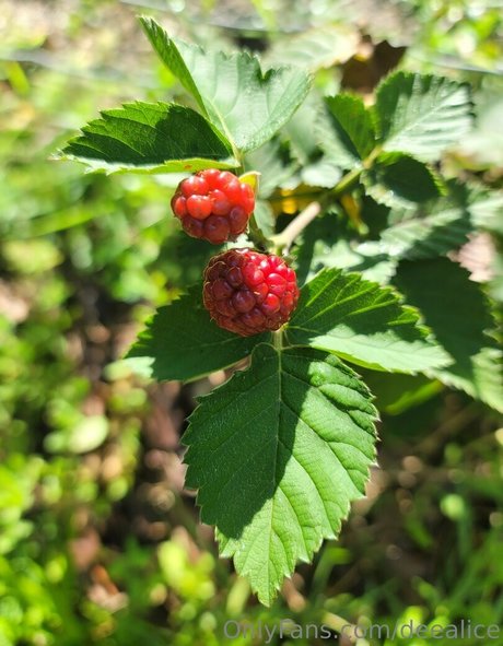 deealice pornstar nudes photos