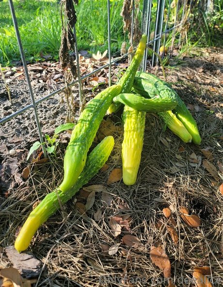 deealice xxx actress photo