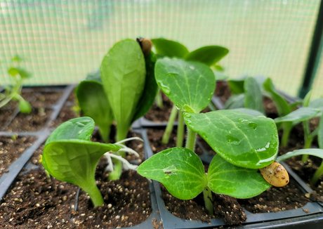 deealice high quality actress galleries