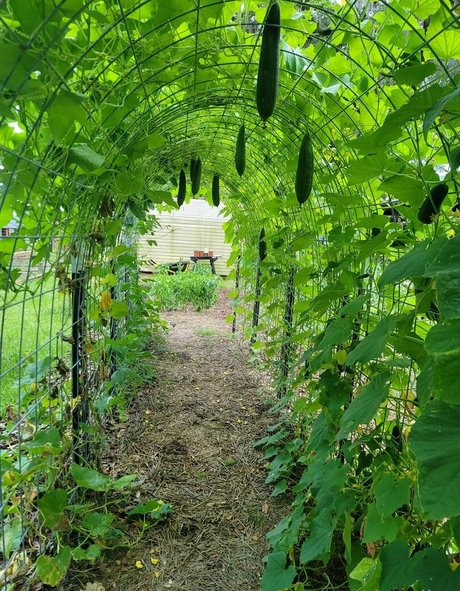 deealice model sexy images