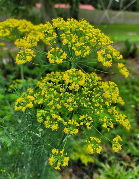 deealice model pretty gallery