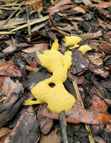 deealice model xxx pictures