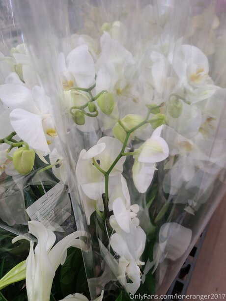 Loneranger2017 adult actress img