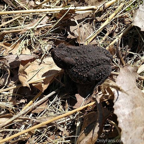 Loneranger2017 pornstar image