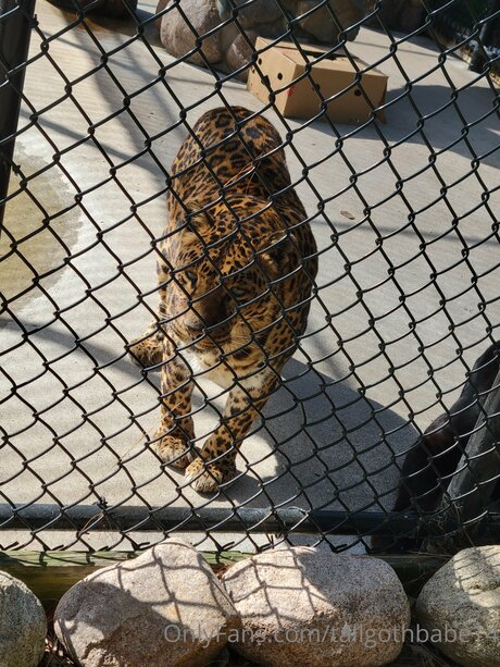 Tallgothbabe14 adult model image