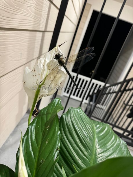 Valeriekingsley star beautiful image