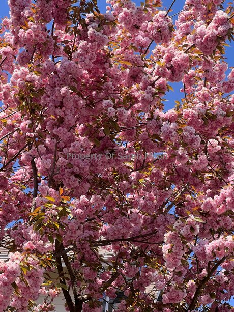 Sarahmoonsg high quality star pics