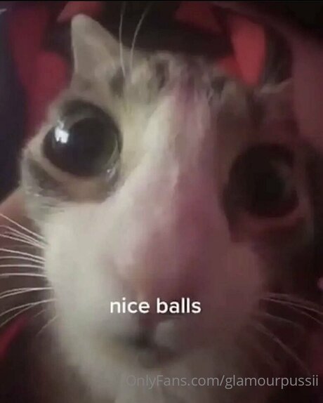 Glamourpussii star perfect pictures