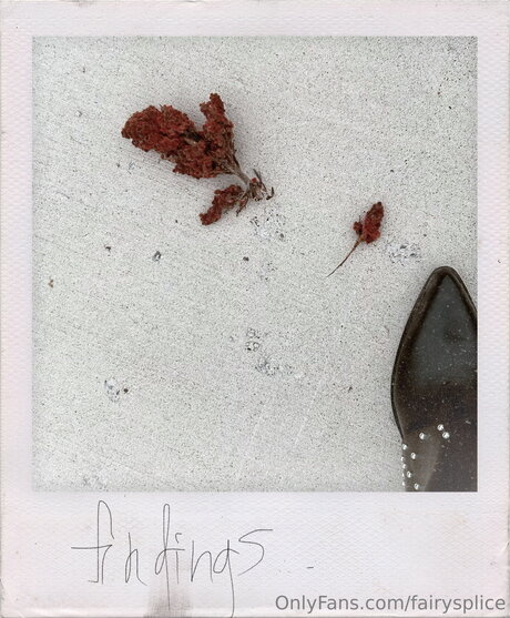 Fairysplice star best images