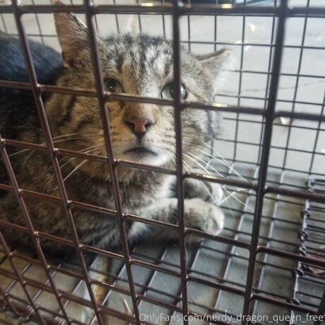 Nerdy Dragon Queen Free star nude picture