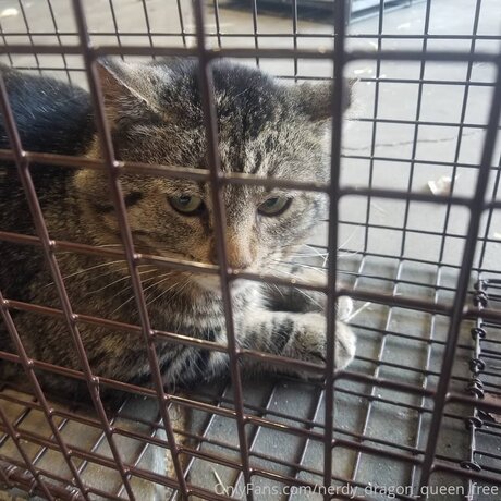 Nerdy Dragon Queen Free high quality model pic