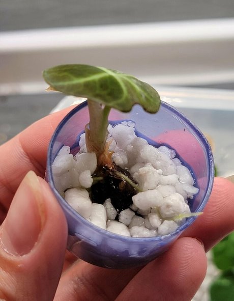 momgenes22 nude pornstar images