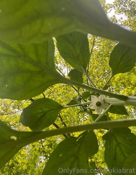 rukiabrat nice actress img