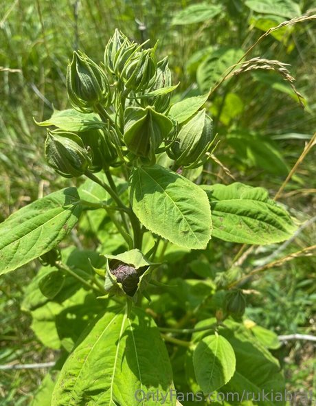 rukiabrat hot actress pictures